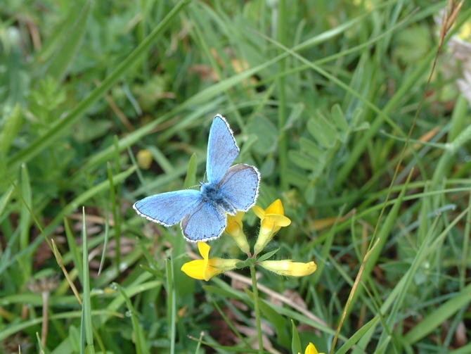 Polyommatus  sp.